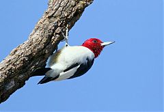 Red-headed Woodpecker